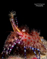   Exotic king Marble Shrimp  